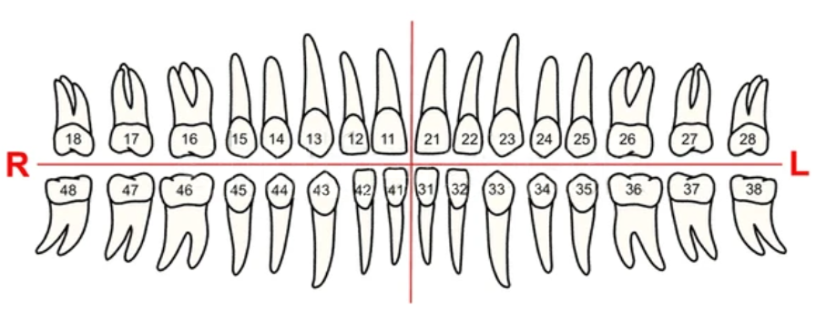 Teeth Chart
